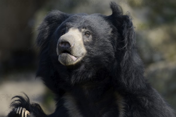 Sloth bear (Melursus ursinus), portrait, captive, native to India