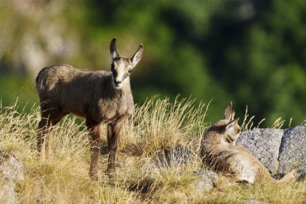 Two young chamois standing in a meadow, one standing, the other lying down, surrounded by summer landscape, chamois, chamois, (Rupicapra rupicaprae), fawn, wildlife, Vosges, France