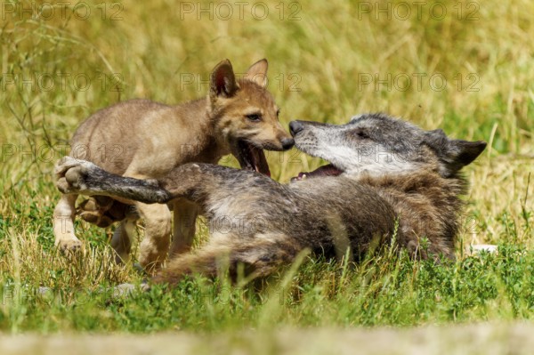 A puppy and a wolf interacting playfully on the grass, Timberwolf, wolf, American wolf, (Canis lupus lycaon), puppy, Germany