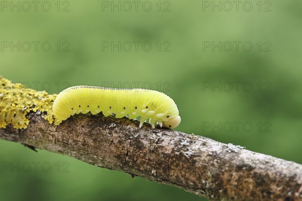 Birch Sawfly, Birch Button Hornworm Wasp (Cimbex femoratus), Birch Sawfly (Symphyta), Birch Button Hornworm Wasp, Larva crawling on a branch covered with lichen, Close-up, Other animals, Insects, Animals, Wilnsdorf, North Rhine-Westphalia, Germany