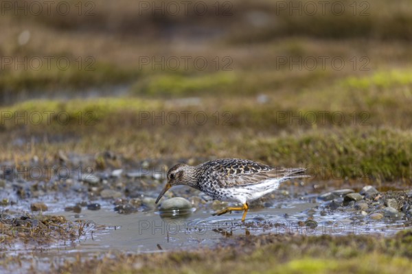 Black-legged stint (Calidris maritima) foraging, Aventdalen, Longyearbyen, Spitsbergen, Svalbard