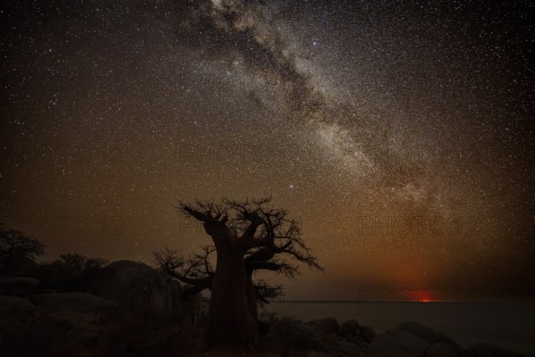 Silhouette of a baobab tree with starry sky and Milky Way, red moonrise on the horizon, African baobab (Adansonia digitata), night shot, Kubu Island (Lekubu), Sowa Pan, Makgadikgadi Salt Pans, Botswana