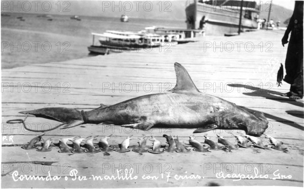 Scalloped hammerhead shark (Sphyrna lewini), pregnant female, belly was slit open and the pups removed and laid out on the peer. A total of 17 hammerhead shark babies. Cruel, Acapulco de Juárez, Mexico, 1925