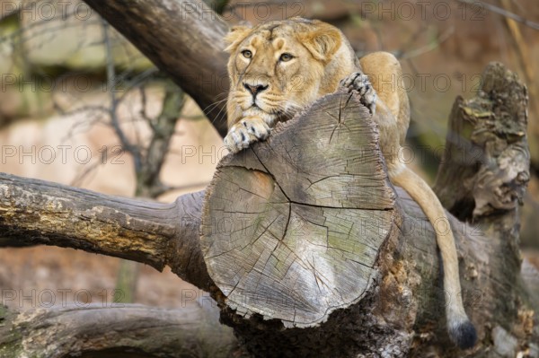 Asiatic lion (Panthera leo persica), female lying on a tree trunk, captive, habitat in India