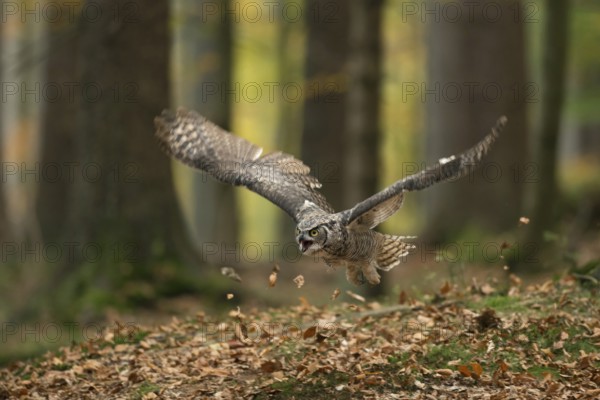 In the autumn forest... Virginia eagle owl (Bubo virginianus), one of the largest owls on the American continent hunting, dynamic, action-packed shot in pleasant light with beautiful harmonious colours, America