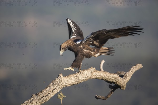 Iberian Eagle (Aquila adalberti), Spanish imperial eagle, Extremadura, Castilla La Mancha, Spain