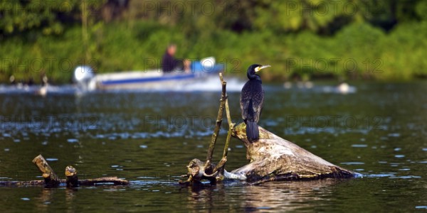 A cormorant sits on a tree stump in the Ruhr and a boat with a human sails in the background, Witten, Ruhr area, Germany