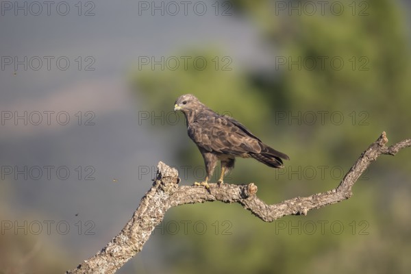 Common buzzard (Buteo buteo), Extremadura, Castilla La Mancha, Spain
