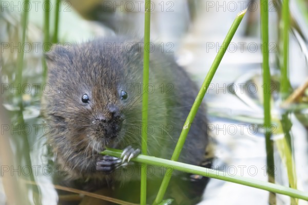Water vole (Arvicola amphibius) adult rodent animal feeding amongst reeds in a pond in summer, Suffolk, England, United Kingdom