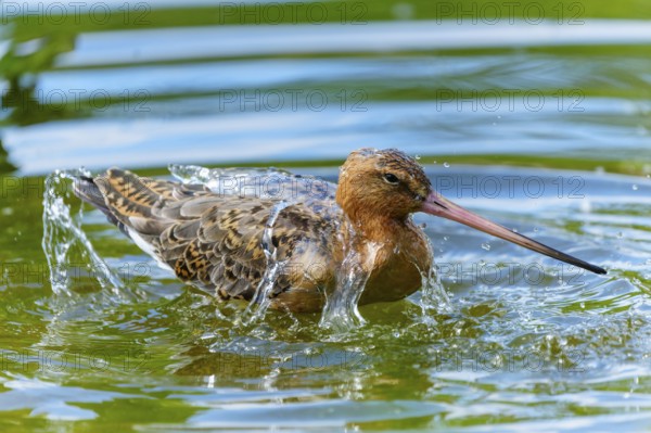 Lapwing bathing in the water, splashing its wings, lively and natural atmosphere, black-tailed godwit (Limosa limosa), France
