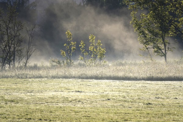 Landscape in May with morning fog, Germany