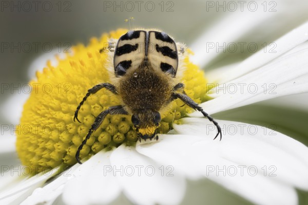 A Bee beetle (Trichius gallicus) crawling on the large yellow centre of a daisy flower, Hesse, Germany