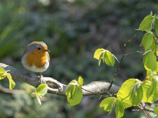 Robin (Erithacus rubecula) standing on a branch in the garden, North Rhine-Westphalia, Germany