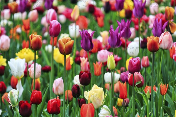 Different coloured tulips (Tulipa), colourful tulip bed, Keukenhof gardens, Lisse, Bollenstreek, South Holland, Netherlands