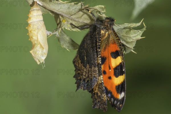 A newly hatched Small tortoiseshell (Aglais urticae) with its cocoon on a leaf in a natural environment