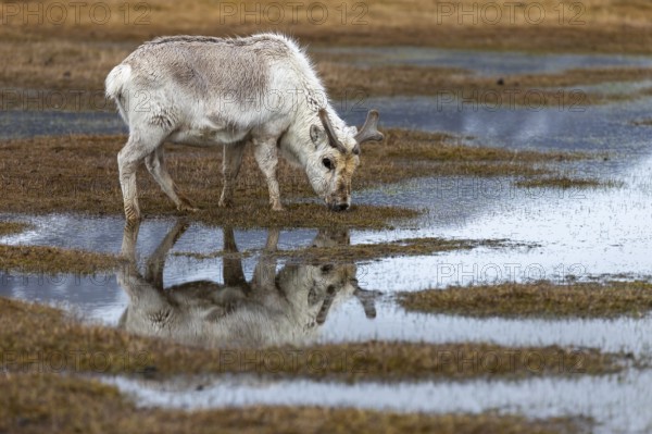 Svalbard skink (Rangifer tarandus platyrhynchus) reflected in the water, Mammals (Mammalia), Longyearbyen, Svalbard, Svalbard