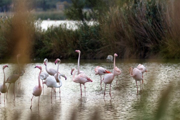 Pink flamingos (Phoenicopterus roseus), standing in the water, Pont de Gau bird park, Camargue, France