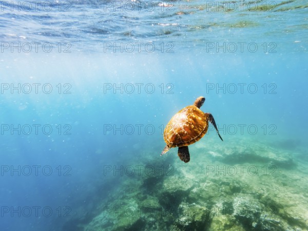 Green turtle (Chelonia mydas), underwater, Galapagos, Ecuador