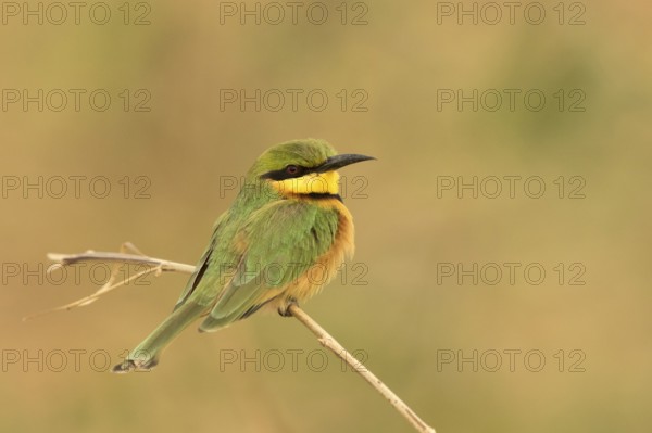 Little Bee-eater (Merops pusillus), Gambia