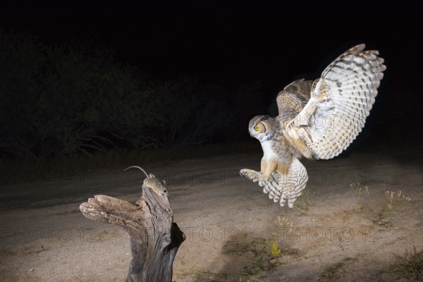 Great Horned Owl Bubo virginianus Tucson, Arizona, United States 3 November Adult with Cactus Mouse (Peromyscus eremicus). Strigidae