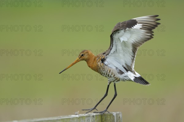 Uferschnepfe (Limosa limosa), Black-tailed Godwit, landender Altvogel auf Sitzwarte, Mai, Nijkerk, Niederlande