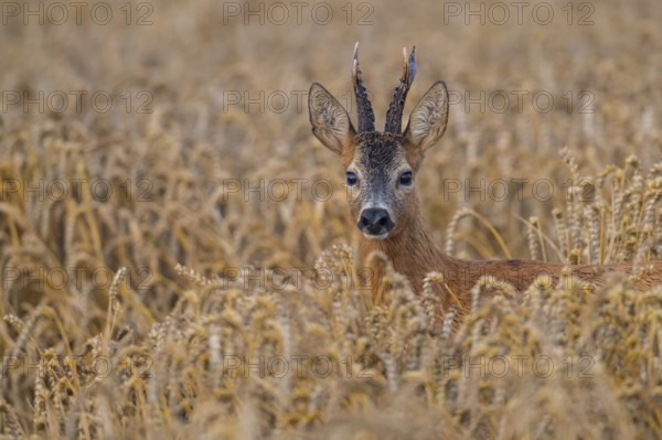Western Roe Deer (Capreolus capreolus) buck in cornfield, Lower Saxony, Germany