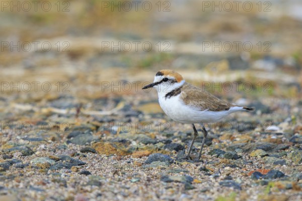 Kentish Plover (Charadrius alexandrinus) male, Greece