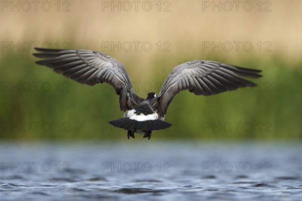 Barnacle Goose (Branta leucopsis) flying, Utrecht, Netherlands