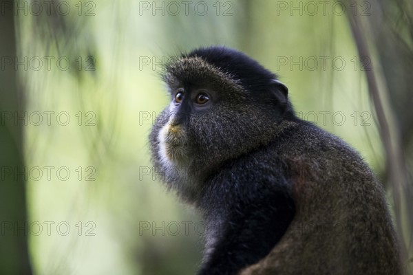 Golden Monkey (Cercopithecus mitis kandti) adult portrait, Mgahinga National Park, Uganda
