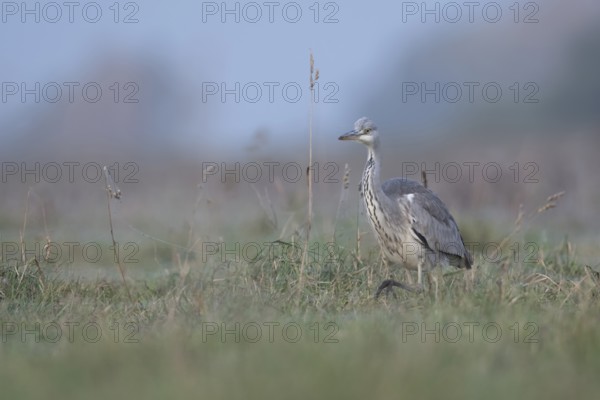 Grey Heron (Ardea cinerea) foraging, North Rhine-Westphalia, Germany