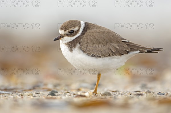 Common Ringed Plover (Charadrius hiaticula) juvenile, Schleswig-Holstein, Germany