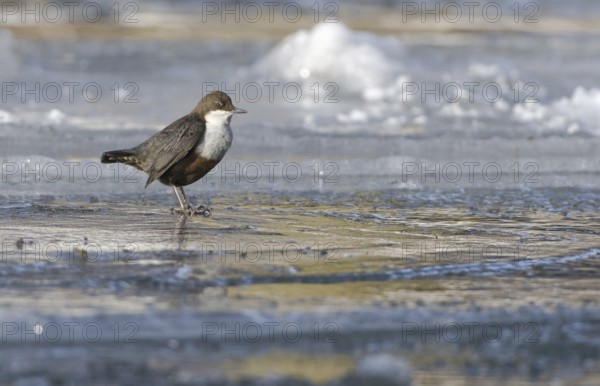 White-throated Dipper (Cinclus cinclus), Saxony, Germany