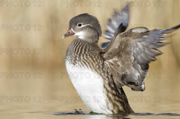 Mandarin Duck (Aix galericulata) female, St. Gallen, Switzerland