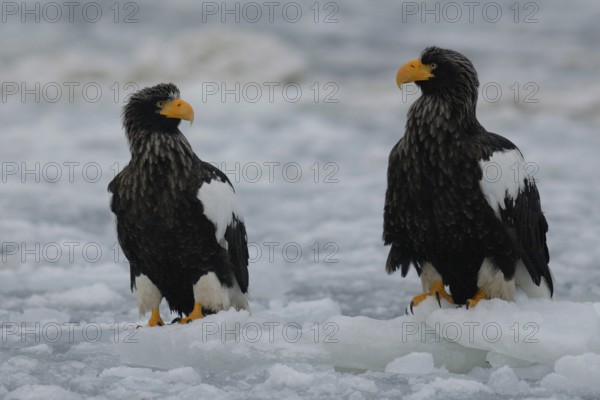 Steller's Sea Eagle (Haliaeetus pelagicus), Hokkaido, Japan