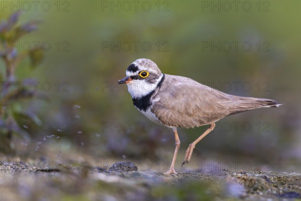 Little Ringed Plover (Charadrius dubius), North Rhine-Westphalia, Germany