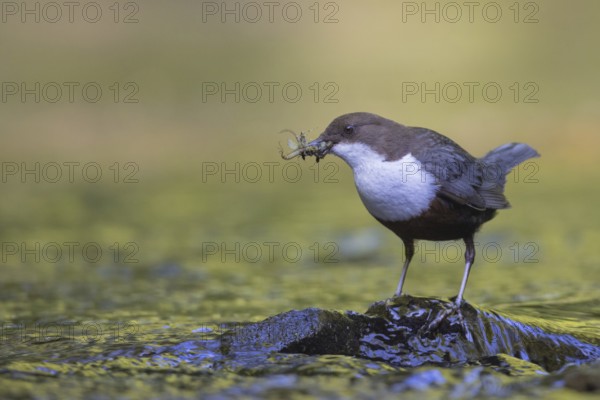 White-throated Dipper (Cinclus cinclus) with food in its beak, North Rhine-Westphalia, Germany