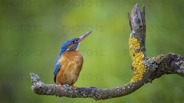Common Kingfisher (Alcedo atthis) female, Saxony-Anhalt, Germany