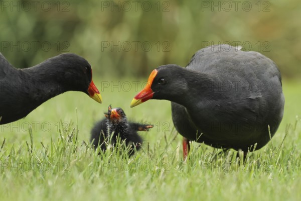 Dusky Moorhen (Gallinula tenebrosa) juvenile, Queensland, Australia