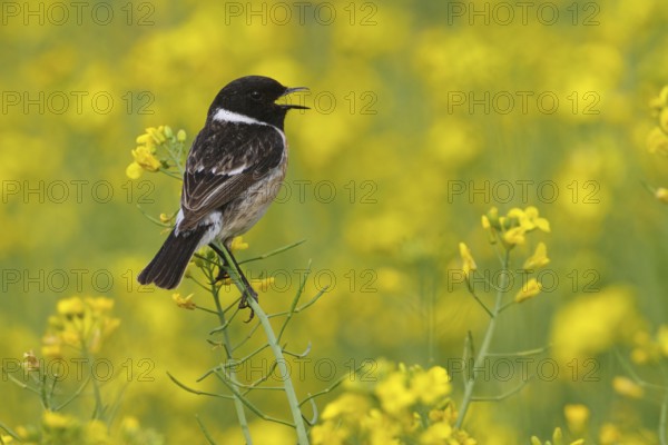 European Stonechat (Saxicola rubicola) male singing, Rhineland-Palatinate, Germany