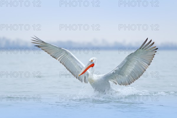 Bird with morning sunrise. Dalmatian pelican, Pelecanus crispus, in Lake Kerkini, Greece. Pelican with open wings. Wildlife scene from European nature. Bird and orange blue sky