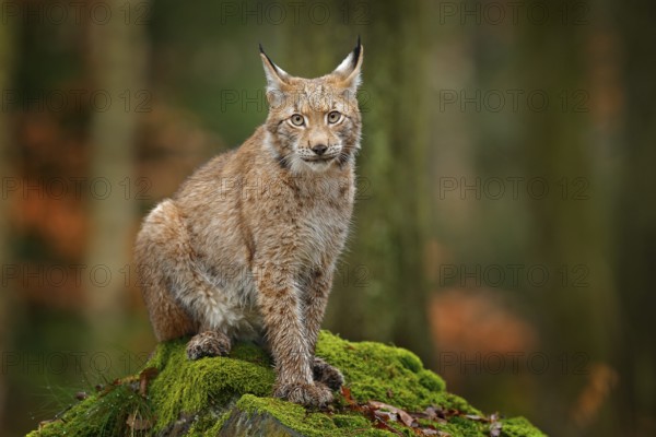 Lynx in the forest. Sitting Eurasian wild cat on green mossy stone, green in background. Wild cat in ther nature habitat, Czech