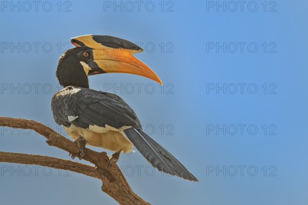 Weblicher Malabarhornvogel (Anthracoceros coronatus) auf seinem Ansitzast im Wilpattu Nationalpark