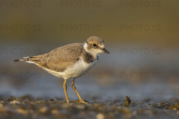 Little Ringed Plover (Charadrius dubius) juvenile, North Rhine-Westphalia, Germany