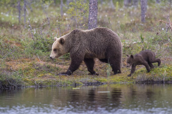 Eurasian Brown Bear (Ursus arctos) mother with cub walking at lake shore, Finland