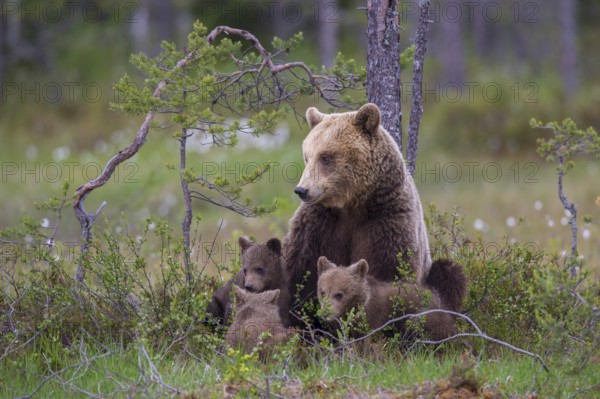Eurasian Brown Bear (Ursus arctos) mother with cubs, Finland