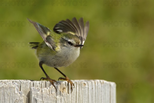 Rifleman (Acanthisitta chloris) male, New Zealand