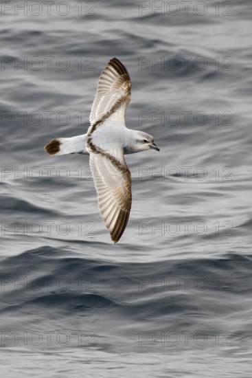 Fulmar Prion (Pachyptila crassirostris) flying, South Pacific Ocean, New Zealand
