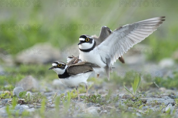 Little Ringed Plover (Charadrius dubius) pair mating, Zurich, Switzerland