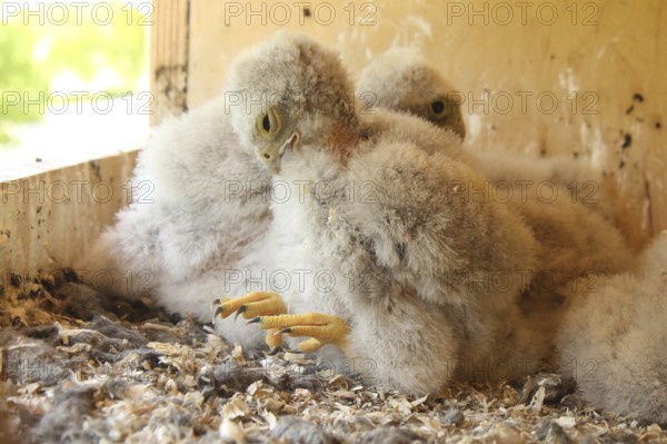 Common Kestrel (Falco tinnunculus) chick, Lower Saxony, Germany