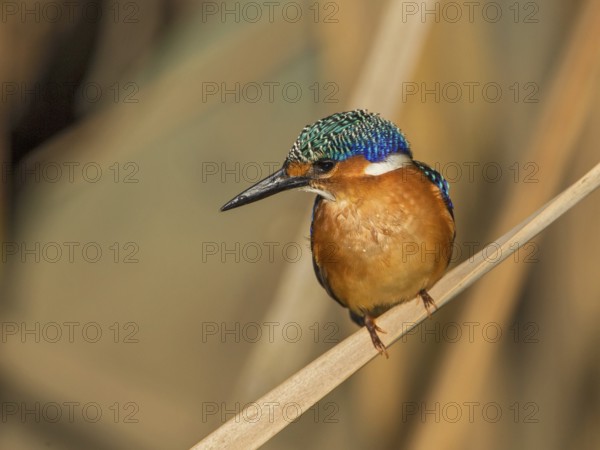 Malachite Kingfisher (Corythornis cristatus), Gambia